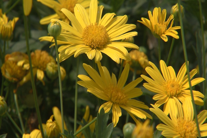 Bush daisy produces abundant yellow flowers